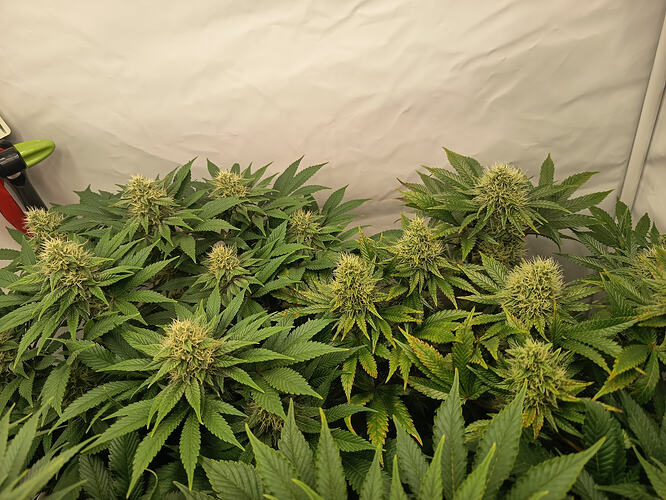 Growreport Bild 25