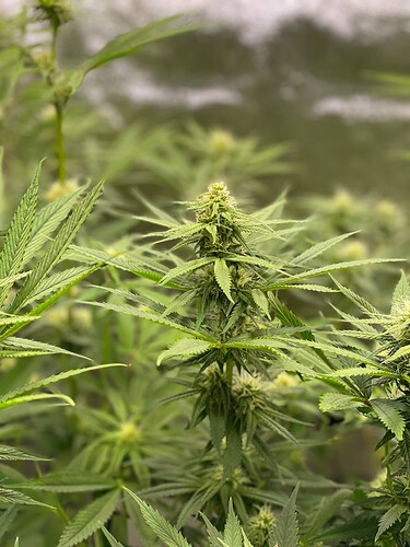 Growreport Bild 25
