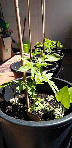 Growreport Bild 4