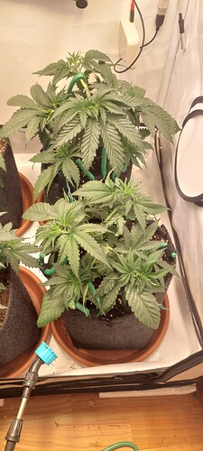 Growreport Bild 1