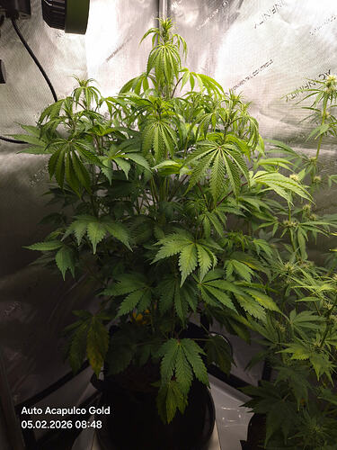 Eine Cannabis-Pflanze in der frühen Blütephase in einem Growzelt.