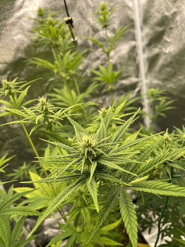 Growreport Bild 9