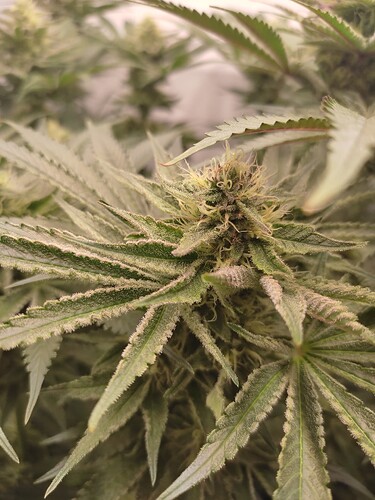 Growreport Bild 16