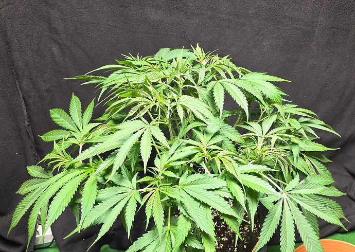 Growreport Bild 91