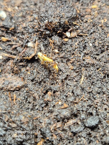 Auto Creeper (SSSC) (1)