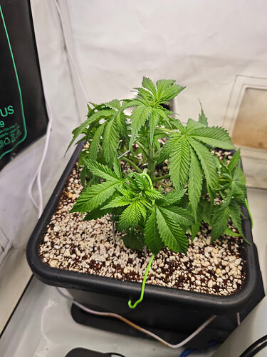 Growreport Bild 7