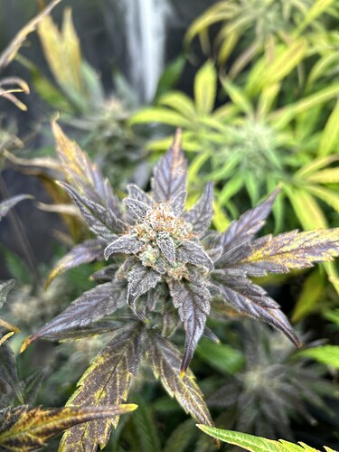 Growreport Bild 3