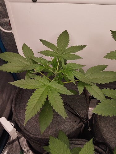 Growreport Bild 2