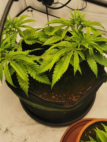 Growreport Bild 4