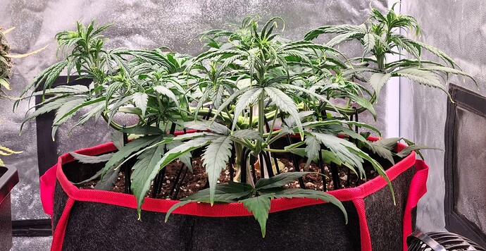 Growreport Bild 3