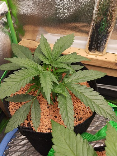 Growreport Bild 20