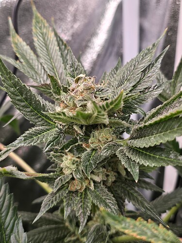 Growreport Bild 3