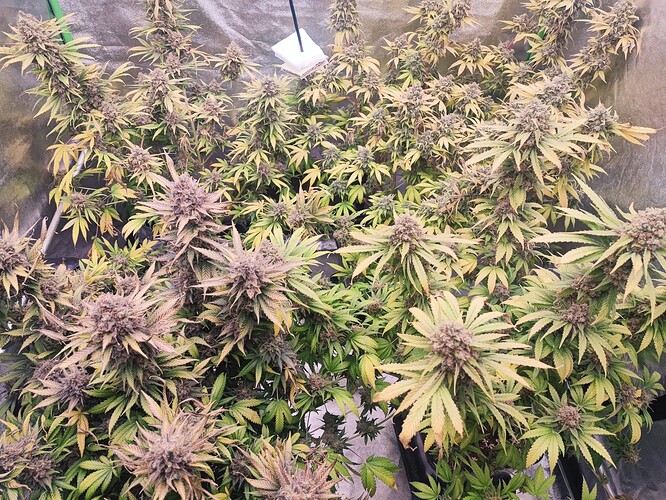 Growreport Bild 60