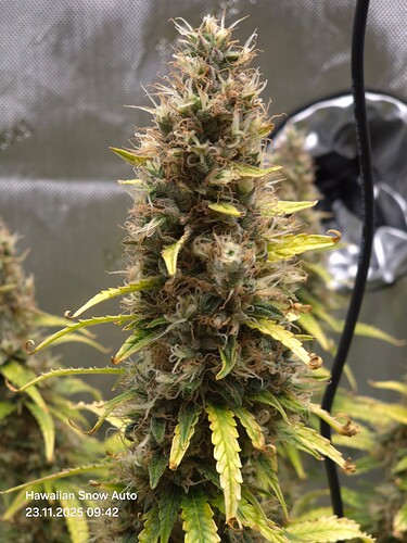 Growreport Bild 8