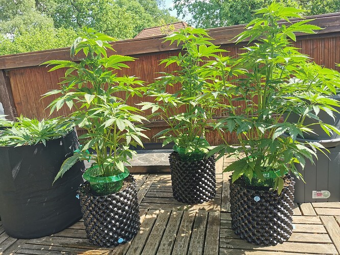 Growreport Bild 4