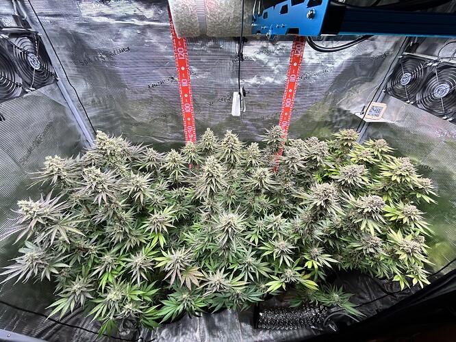Ein Growzelt mit mehreren blühenden Cannabis-Pflanzen unter LED-Beleuchtung, mit Messlatten an der Rückwand.