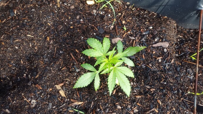 Growreport Bild 7