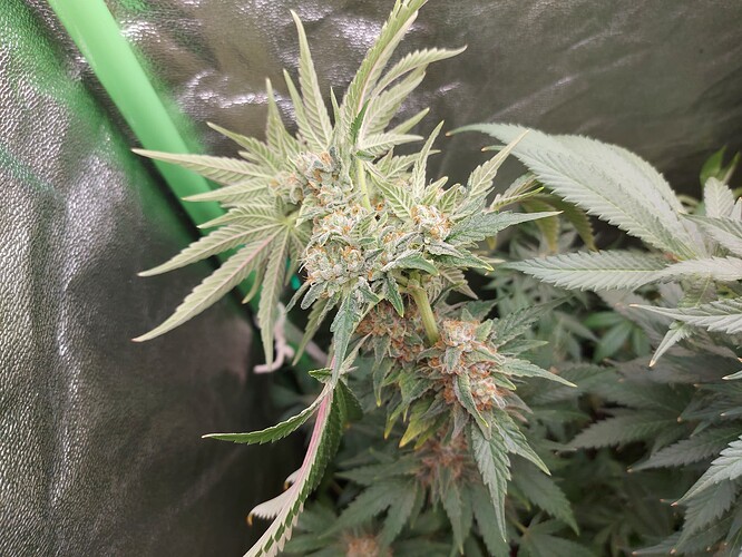 Growreport Bild 8
