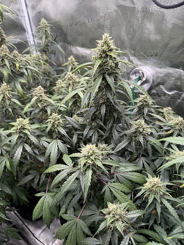 Growreport Bild 14