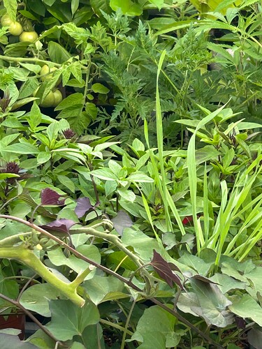 Growreport Bild 25