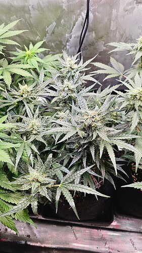 Growreport Bild 5