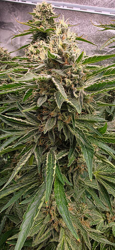 Growreport Bild 73