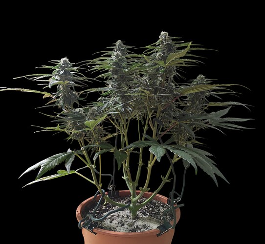 Growreport Bild 11
