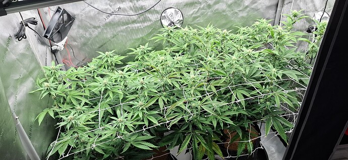 Growreport Bild 5
