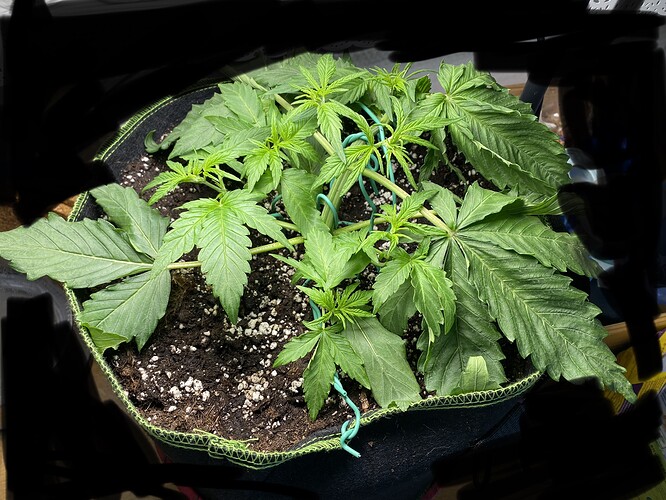 Growreport Bild 5