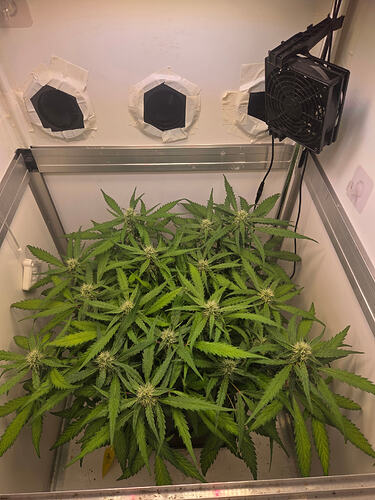 Eine Cannabis-Pflanze in der frühen Blütephase in einer Growbox mit Lüfter.