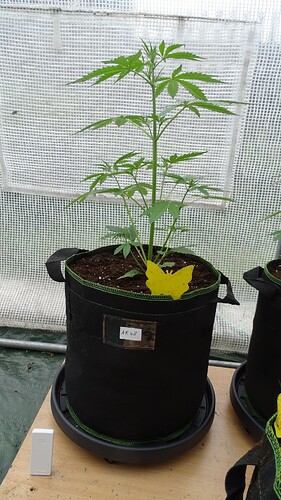 Growreport Bild 3