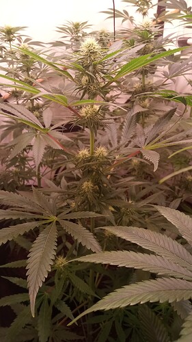 Growreport Bild 19