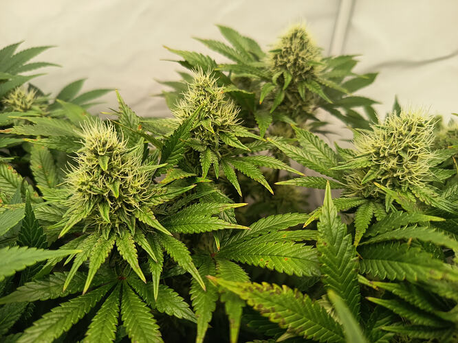 Growreport Bild 7