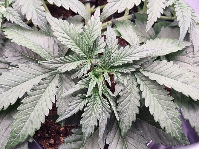 Growreport Bild 9