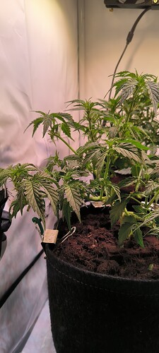 Growreport Bild 32
