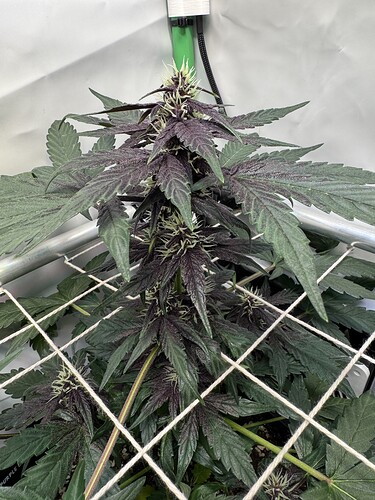 Growreport Bild 20