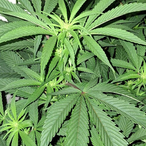 Growreport Bild 35