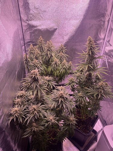 Growreport Bild 4
