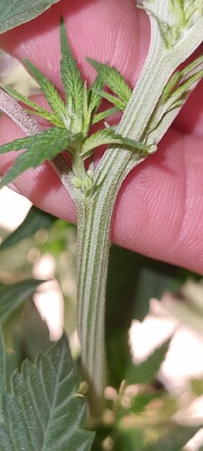 Screenshot_20240827_195806_Gallery