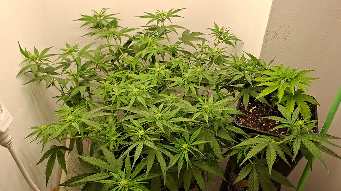 Growreport Bild 216