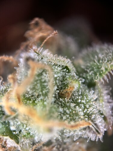 Growreport Bild 88