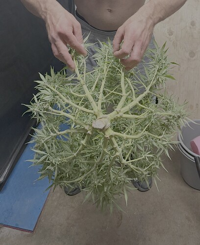 Growreport Bild 5