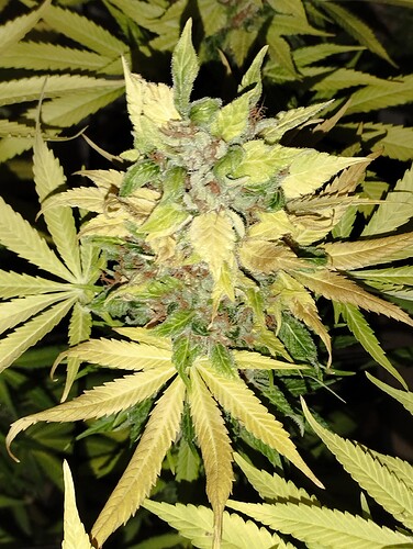 Growreport Bild 20