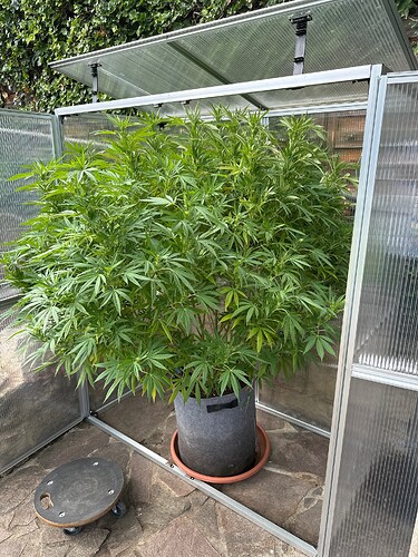 Growreport Bild 3