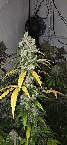 Growreport Bild 38