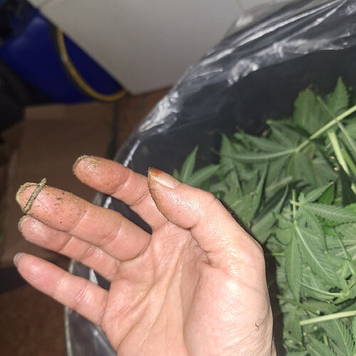 Growreport Bild 10