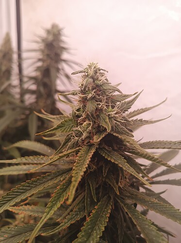 Growreport Bild 41