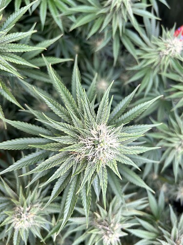 Nahaufnahme einer Cannabis-Pflanze in der späten Blütephase mit gut entwickelten Buds und Trichomen.