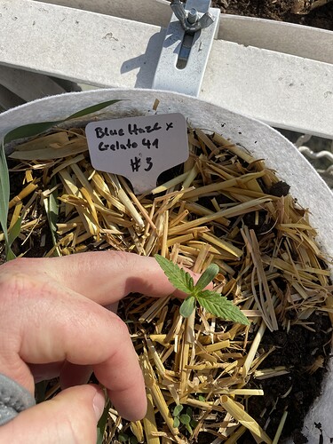 Growreport Bild 6