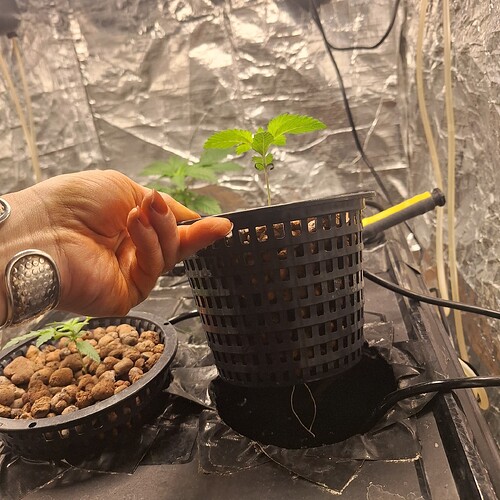 Eine Hand hält einen Netztopf mit einem jungen Cannabissämling in einem Hydrokultur-System. Ein weiterer Sämling ist im Hintergrund zu sehen.